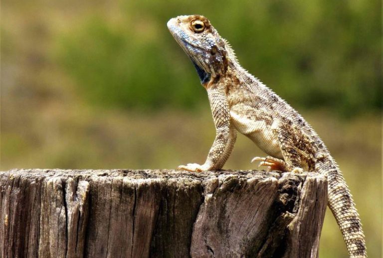 gekko sitting on tree stump