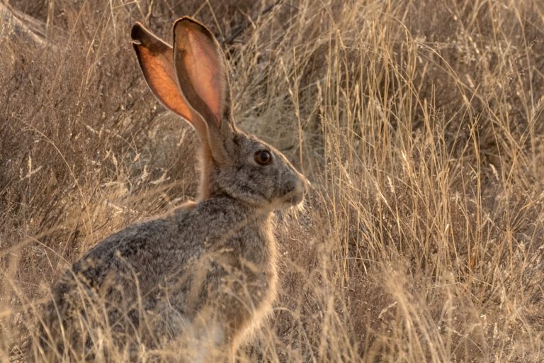 Scrub hare in karoo grass