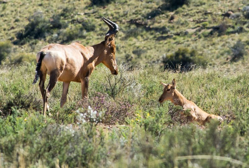 pair of red hartebeest in karoo grass