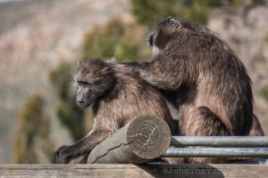 two baboons sitting on a fence