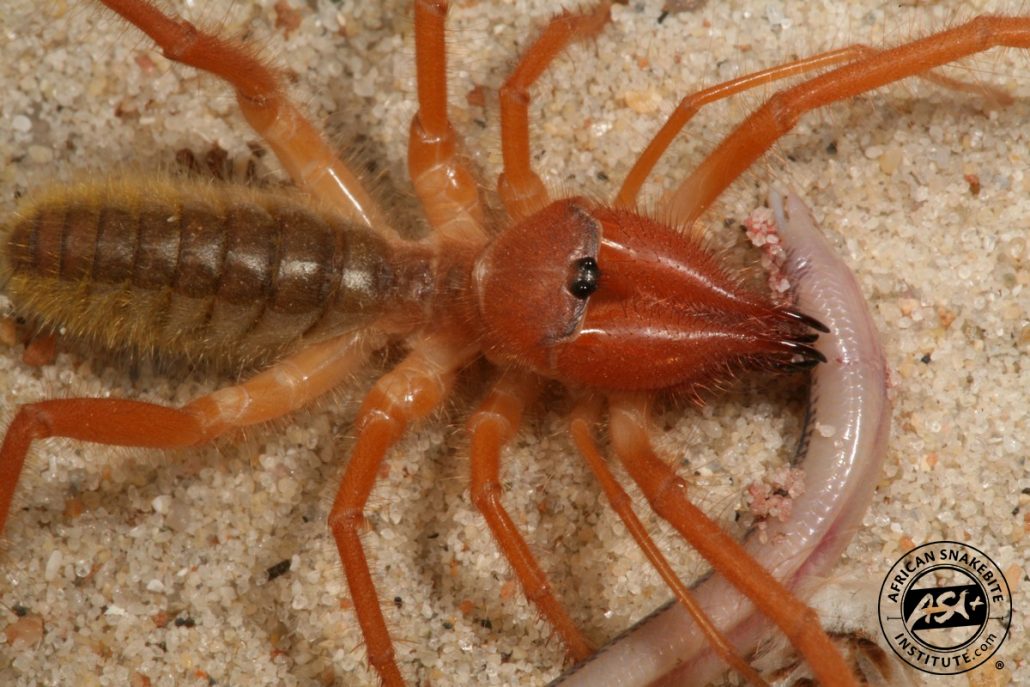 Solifugae sun spider in sand