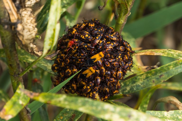 ball of assassin bugs