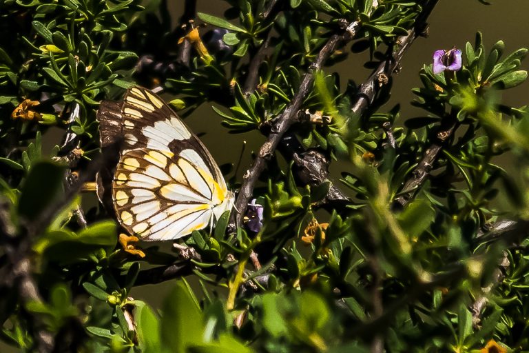 butterly in flower bush
