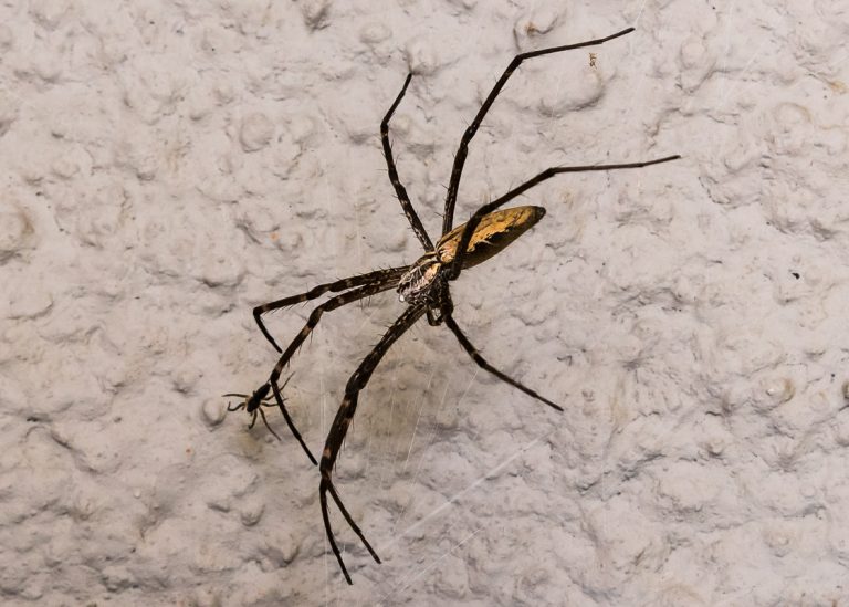 Spider in web