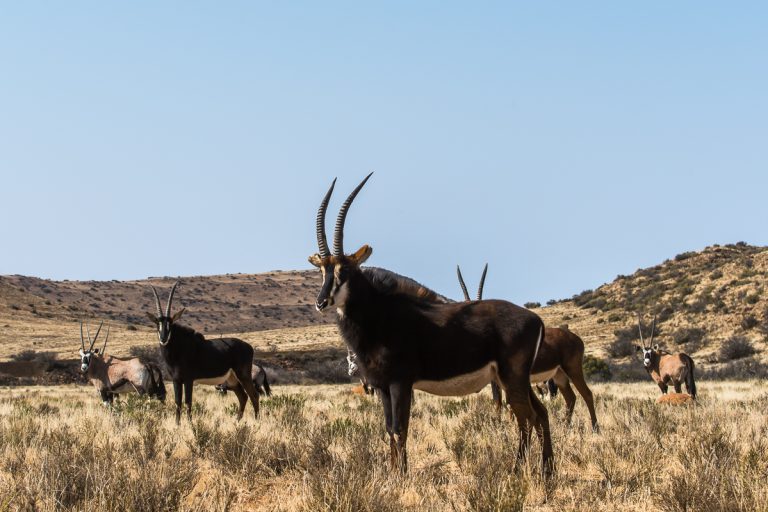 Sable Gemsbuck Herd in karoo