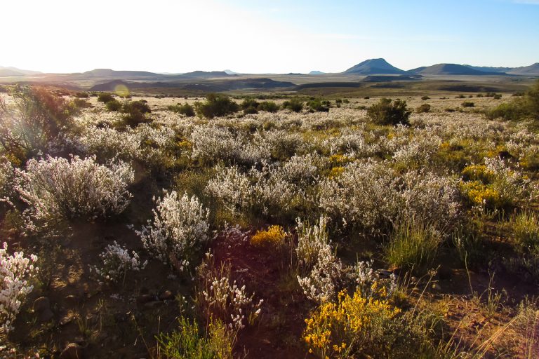 karoo bushes and grass