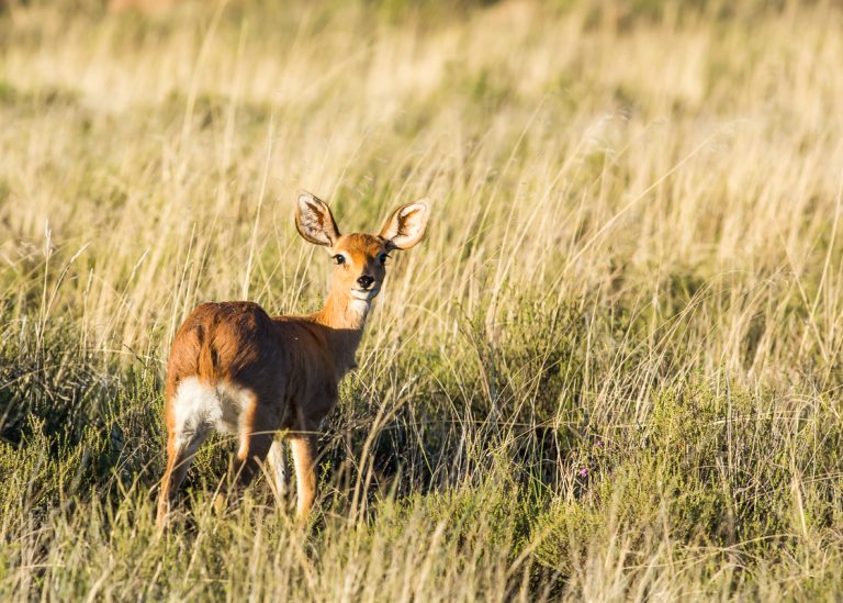 Steenbuck looking at camera in karoo grass
